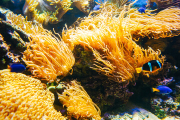 Naklejka na ściany i meble Underwater bright world with corals and fishes.