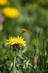 flight of bee on a dandelion flower