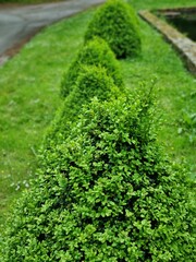 Closeup of a small green bush in a row of bushes