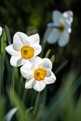 white daffodil flowers