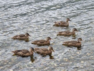 Several ducks on a lake