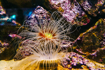 Underwater bright world with corals and fishes.