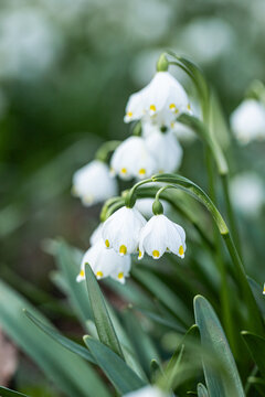 Fototapeta spring flowers snowdrops, light and delicate tones