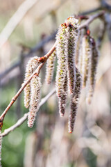 spring earrings on the tree