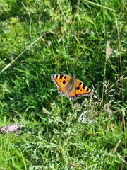 Closeup of a small tortoiseshell butterfly