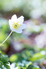 white flower close up