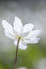 white flower close up
