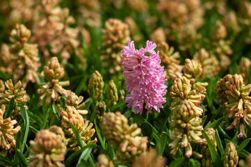 A pink hyacinth flower stands alone during the spring bloom at Keukenhof botanical garden in the Netherlands. 