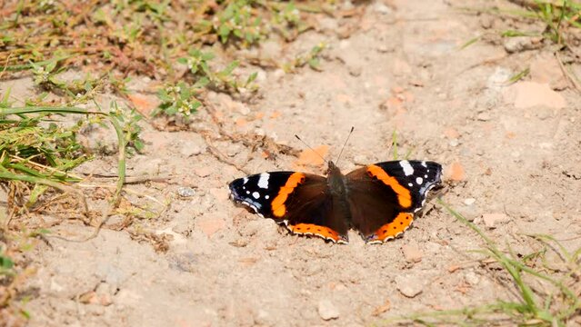 Red admiral butterfly on the ground ( Vanessa atalanta )