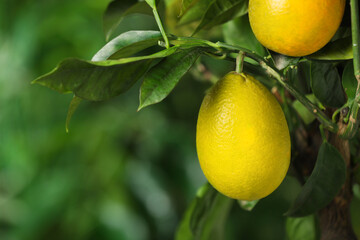 Closeup view of lemon tree with ripe fruits outdoors