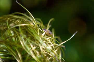 Ślimak z wysuniętymi czułkami ujęcie z bliska rozmyte tło   © Monika
