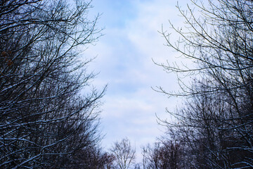 Black snow-covered trees without foliage against the sky with clouds. The general plan