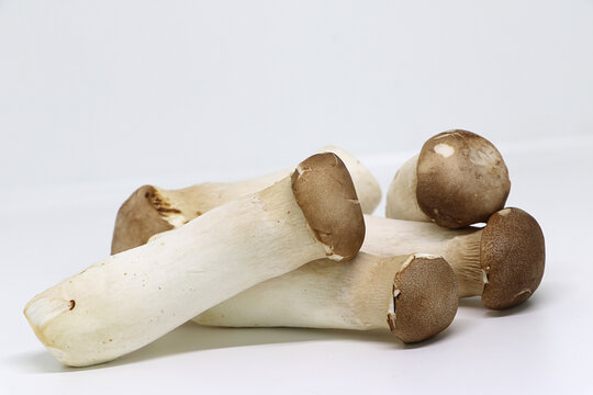 Oringi Mushroom isolated on white background.