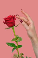 A hand with beautiful red fingernails touching the petals of a beautiful red rose on a pink  background