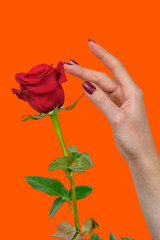 A hand with beautiful red fingernails touching the petals of a beautiful red rose on an orange  background