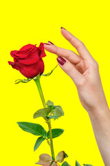 A hand with beautiful red fingernails touching the petals of a beautiful red rose on a yellow background