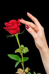 A hand with beautiful red fingernails touching the petals of a beautiful red rose on a black  background