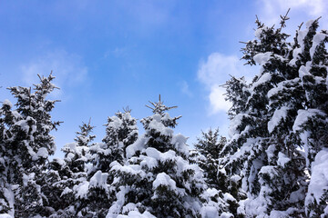 Group of European spruce trees (Picea Excelsa) in the Austrian Alps covered in snow during wintertime