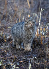 Obraz premium Felis silvestris