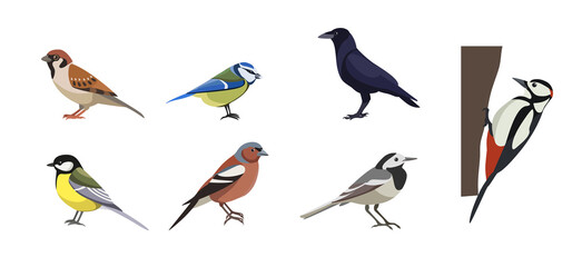 Set of different birds on white background. Vector collection sparrow, tit lazarev, rook, great spotted woodpecker, common wagtail, chaffinch, great tit in cartoon style.