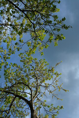 Plum trees in summer garden on the background of cloudy sky