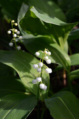 Obraz premium White buds and flowers of lily of the valley in spring garden. Convallaria majalis.