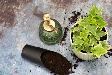 Planting common ivy, hedera helix, with mister and compost scoop.  On a grunge background