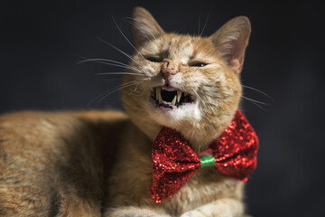 cat smiling in a studio