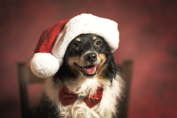 dog in santa claus hat