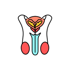 Male urinary system color line icon. Pictogram for web page
