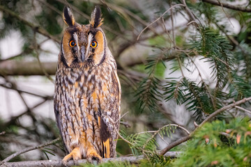 Obraz premium Asio otus