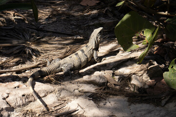 Iguana sunbathing on the beach of Tulum at the foot of the Tulum castle belonging to the ancient Mayan civilization that stretched along the Mayan Riviera along the coastline of the Caribbean Sea.
