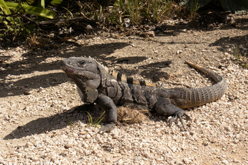 Iguana the little dragon of the mayan city of tulum, located on the beach of tulum at the foot of the ruin of the mayan castle, ideal place for vacations and summer tourism in the caribbean sea.