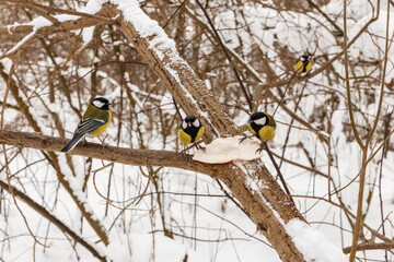 great tits sit on a branch in the forest and eat lard. Feeding birds in winter.