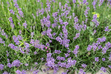 a flowering lavender bush with purple blossoms