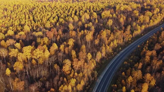 Empty asphalt road in autumn drone shooting. ellow orange trees, on both sides of the road, moving forward
