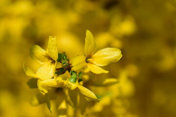 Frühling