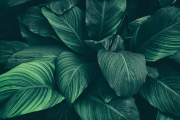 tropical foliage, dark green nature background