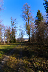 Mystic forest at nature reserve near the airport with focus on background on a sunny winter day. Photo taken January 26th, 2022, Zurich, Switzerland.