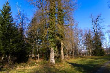 Fototapeta na wymiar Mystic forest at nature reserve near the airport with focus on background on a sunny winter day. Photo taken January 26th, 2022, Zurich, Switzerland.