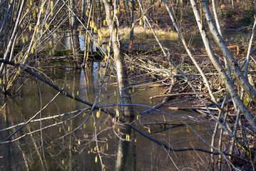 Scenic landscape with pond and tree trunks at forest of Canton Zürich on a sunny winter day. Photo taken January 26th, 2022, Zurich, Switzerland.