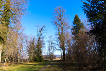 Obraz premium Mystic forest at nature reserve near the airport with focus on background on a sunny winter day. Photo taken January 26th, 2022, Zurich, Switzerland.
