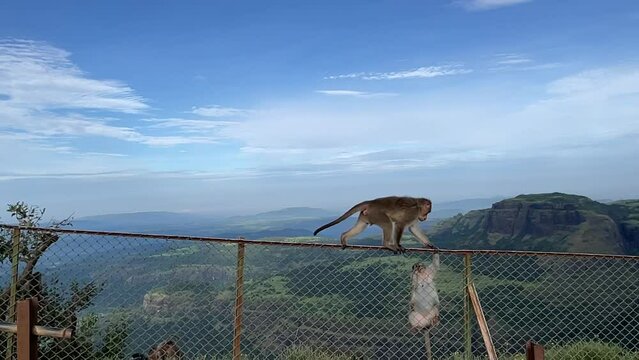 Monkeys Crawling And Hanging On Metal Fence With Scenic Mountains Background At Tiger Point Lonavala, India. Wide Shot