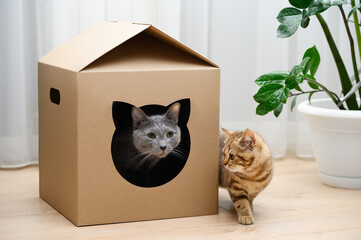 Russian blue cat in a cardboard house. The cat and kitten are playing. Zero waste for animals. Eco...