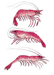Shrimp. Tiger shrimp, seafood ingredient, isolated, watercolor illustration on white