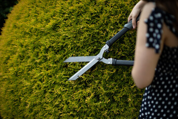 A woman cuts thuja tree branches with garden shears.