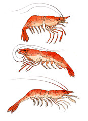 Shrimp. Tiger shrimp, seafood ingredient, isolated, watercolor illustration on white