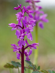 Kleines Knabenkraut, Anacamptis morio, Orchis morio