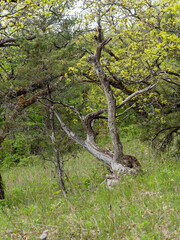 Landschaft im Naturschutzgebiet M&auml;usberg bei Karlstadt, Landkreis Main-Spessart, Unterfranken, Bayern, Deutschland