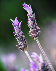Macro photo de fleurs de lavande 